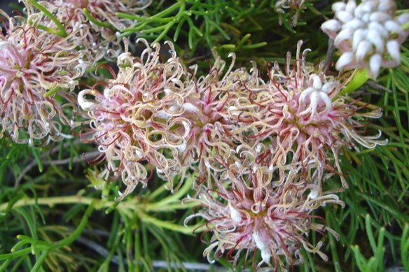 Serruria cygnea flowerheads old